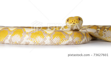 white python snake