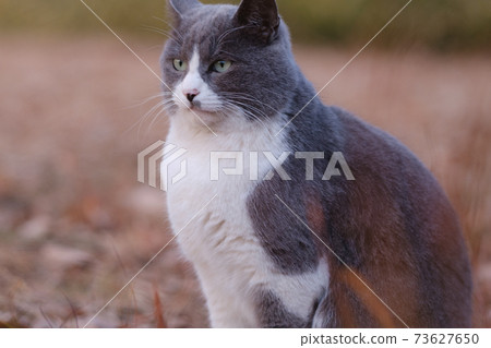 Black and white cat 73627650