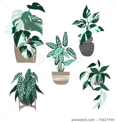 Set of five variegated house plants in pots 73627749