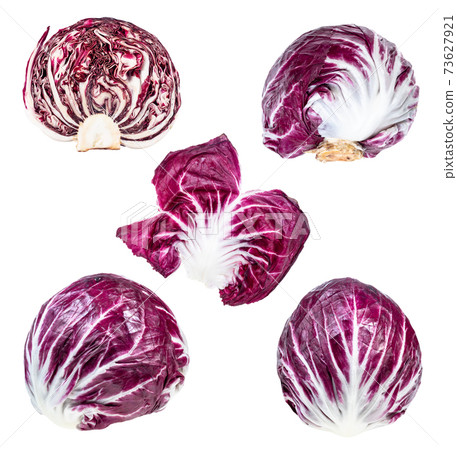 various fresh heads and leaf of Radicchio plant 73627921