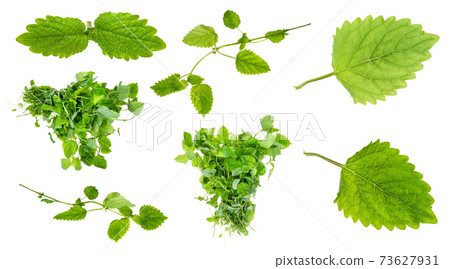 bundles, twig and leaves of fresh lemon balm plant bundles, twig and leaves of fresh lemon balm plant 73627931