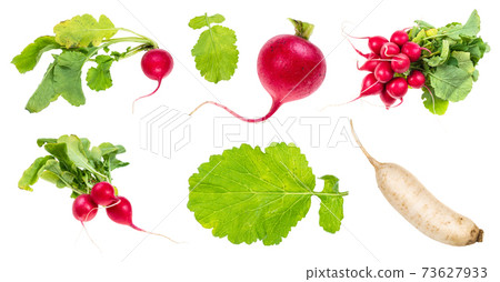 set of fresh radish cut out on white set of fresh radish cut out on white 73627933