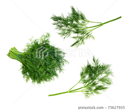 set of fresh dill herbs cut out on white set of fresh dill herbs cut out on white 73627935