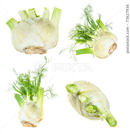 set of fresh florence fennel cut out on white set of fresh florence fennel cut out on white 73627936