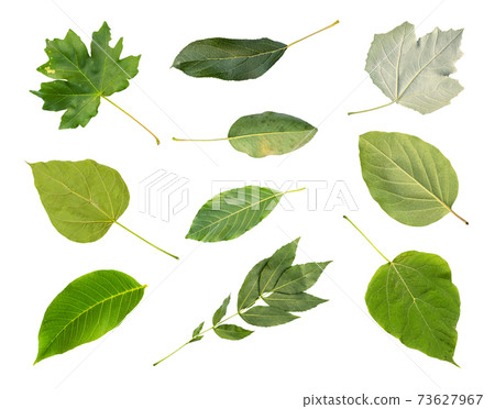 collection of various fresh green leaves of trees 73627967