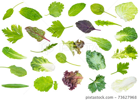 collection of various leaves of garden greens collection of various leaves of garden greens 73627968