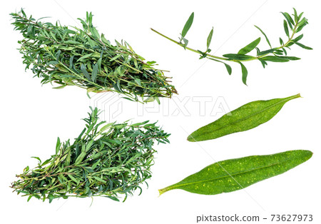 bunch of fresh hyssop (hyssopus) herb cutout 73627973