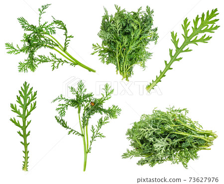 set from fresh edible chrysanthemum greens cutout set from fresh edible chrysanthemum greens cutout 73627976