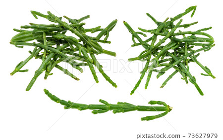 set from fresh twigs of Salicornia plant cutout set from fresh twigs of Salicornia plant cutout 73627979