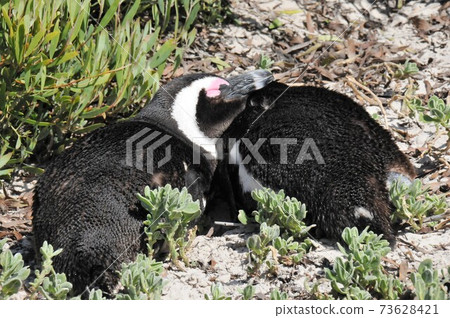Cape Penguins at Boulders Beach, Cape Peninsula, South Africa 73628421