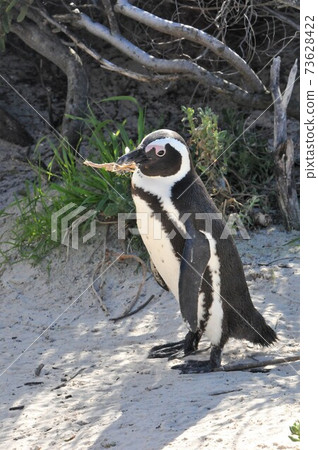 Cape Penguins at Boulders Beach, Cape Peninsula, South Africa 73628422
