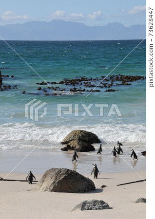 南非，開普敦半島，在巨石灘的海角企鵝 73628447