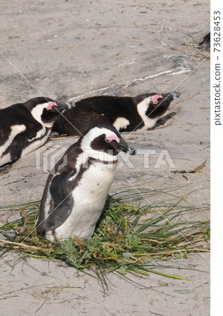 Cape Penguins at Boulders Beach, Cape Peninsula, South Africa 73628453