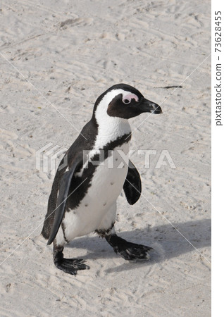 Cape Penguins at Boulders Beach, Cape Peninsula, South Africa 73628455
