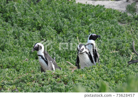 Cape Penguins at Boulders Beach, Cape Peninsula, South Africa 73628457