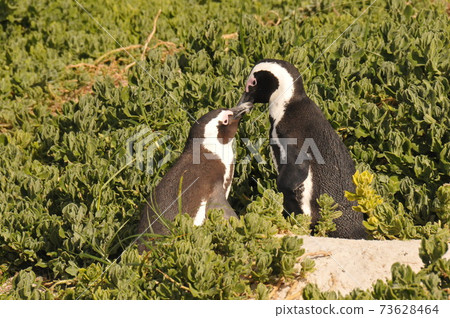 Cape Penguins at Boulders Beach, Cape Peninsula, South Africa 73628464