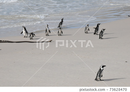 南非，開普敦半島，在巨石灘的海角企鵝 73628470
