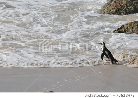 Cape Penguins at Boulders Beach, Cape Peninsula, South Africa 73628472