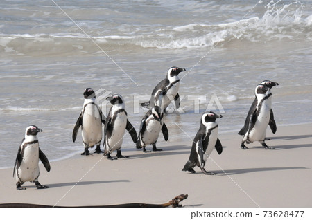 Cape Penguins at Boulders Beach, Cape Peninsula, South Africa 73628477