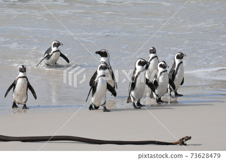 Cape Penguins at Boulders Beach, Cape Peninsula, South Africa 73628479