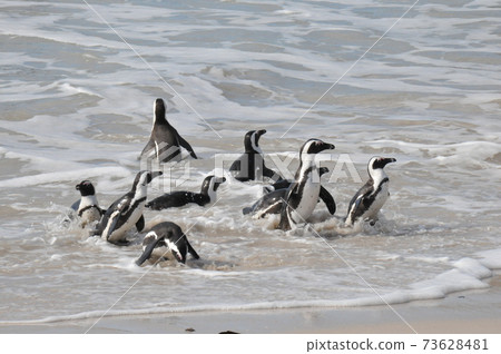 Cape Penguins at Boulders Beach, Cape Peninsula, South Africa 73628481