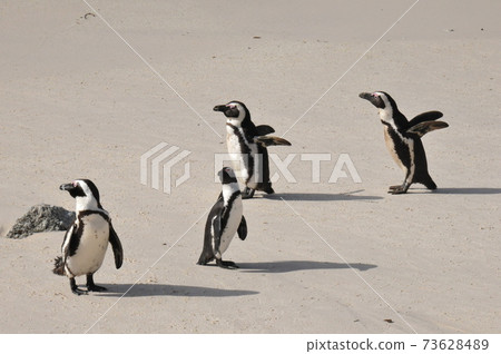 Cape Penguins at Boulders Beach, Cape Peninsula, South Africa 73628489