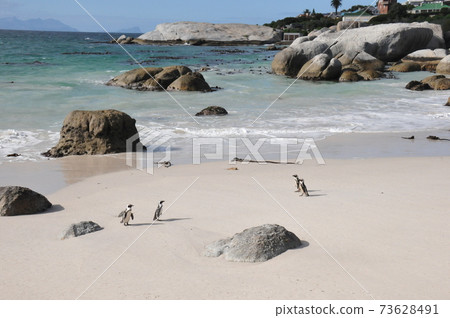 南非，開普敦半島，在巨石灘的海角企鵝 73628491