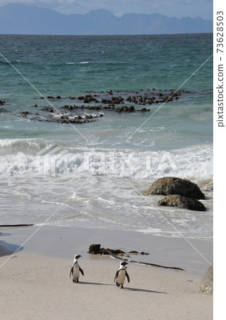 Cape Penguins at Boulders Beach, Cape Peninsula, South Africa 73628503