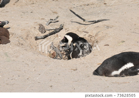 Cape Penguins at Boulders Beach, Cape Peninsula, South Africa 73628505