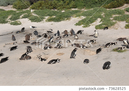 Cape Penguins at Boulders Beach, Cape Peninsula, South Africa Cape Penguins at Boulders Beach, Cape Peninsula, South Africa 73628525