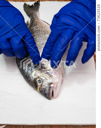 gloved hands wipe and dry gills of fish with paper gloved hands wipe and dry gills of fish with paper 73628526