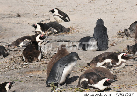 Cape Penguins at Boulders Beach, Cape Peninsula, South Africa Cape Penguins at Boulders Beach, Cape Peninsula, South Africa 73628527
