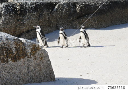 南非，開普敦半島，在巨石灘的海角企鵝 73628538