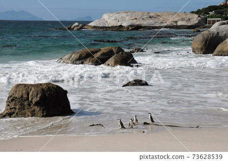 Cape Penguins at Boulders Beach, Cape Peninsula, South Africa 73628539