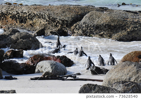 Cape Penguins at Boulders Beach, Cape Peninsula, South Africa Cape Penguins at Boulders Beach, Cape Peninsula, South Africa 73628540
