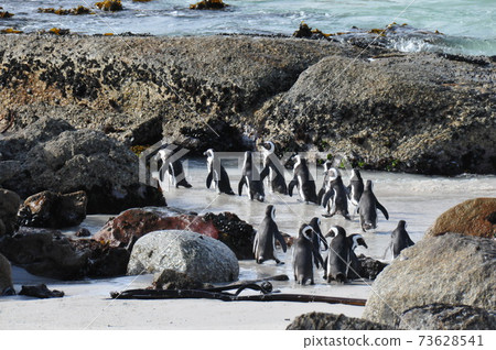 Cape Penguins at Boulders Beach, Cape Peninsula, South Africa 73628541