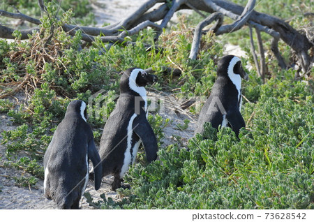 Cape Penguins at Boulders Beach, Cape Peninsula, South Africa 73628542