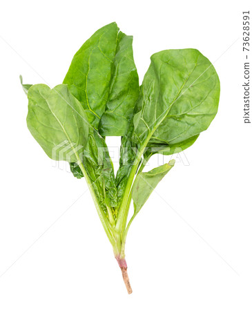 stalk of fresh green spinach herb cutout on white stalk of fresh green spinach herb cutout on white 73628591