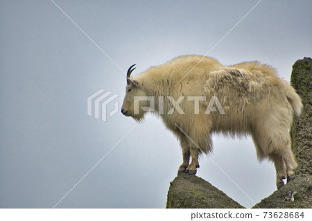 一隻山羊在洛磯山脈的不列顛哥倫比亞動物園加拿大銀行 73628684