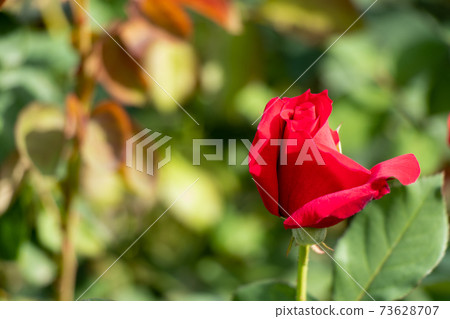 Red color rose flower on green leaf background Red color rose flower on green leaf background 73628707