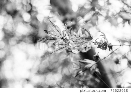 Autumn leaves Autumn leaves 73628918