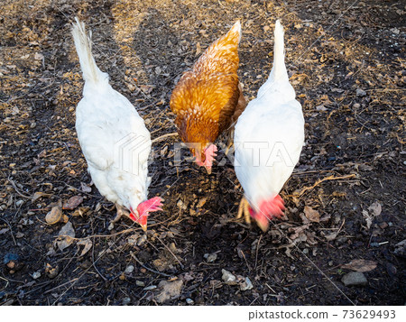 chickens feeding at garden in winter chickens feeding at garden in winter 73629493