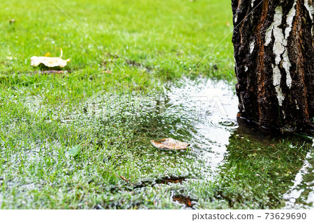 Garden bushes, tree and green grass lawn covered with water due to snow melting thaw and flash high water at spring. Natural disaster deluge flooded house backyard pathway ang greenery at countryside 73629690