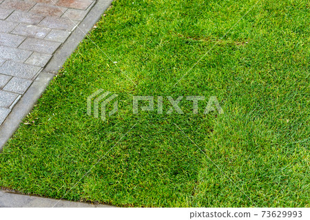 Straigh line of new freshly installed green rolled lawn grass carpet along stone pavement sidewalk at city park or backyard on bright sunny day. Green Gardening landcaping service 73629993