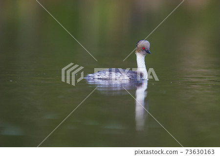 Silvery Grebe, Patagonia, Argentina 73630163