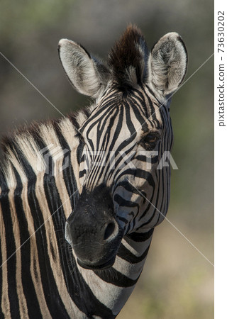 Common Zebra, Africa 73630202