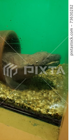 Salty salmon 73630282