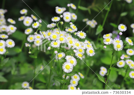 Pretty flower Halzion Pretty flower Halzion 73630334