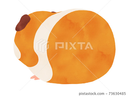 Watercolor illustration of cute guinea pig Back view, guinea pig, white, brown, no main line Watercolor illustration of cute guinea pig Back view, guinea pig, white, brown, no main line 73630485