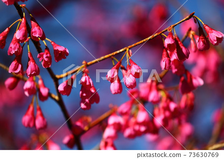 在川越市川地區內開花 在川越市川地區內開花 73630769